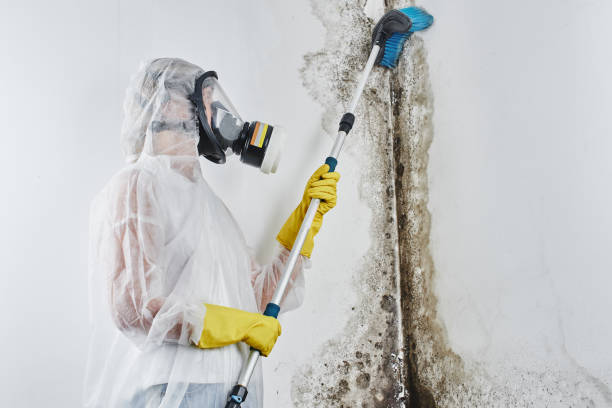 Best Mold Remediation for Schools in Stafford Springs, CT