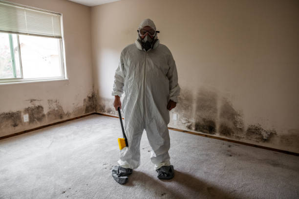 Best White Mold Remediation in Stafford Springs, CT